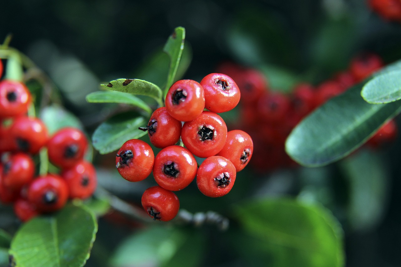 足坛的雄心 足坛的雄心